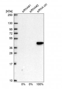 Anti-HNRNPC antibody produced in rabbit HPA051075-100UL