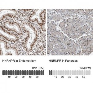 Anti-HNRNPR antibody produced in rabbit 