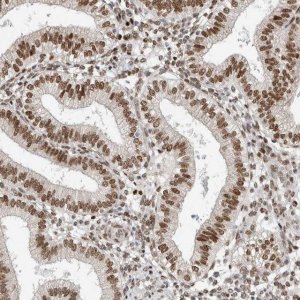 Anti-HNRNPR antibody produced in rabbit 