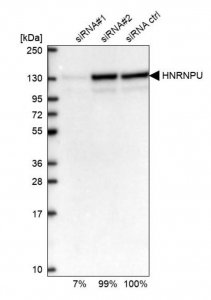 Anti-HNRNPU antibody produced in rabbit HPA058707-100UL