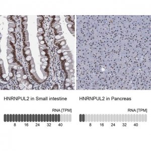 Anti-HNRNPUL2 antibody produced in rabbit HPA041632-100UL