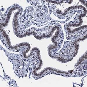 Anti-HNRNPUL2 antibody produced in rabbit HPA041632-100UL