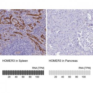 Anti-HOMER3 antibody produced in rabbit 