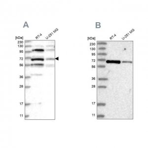 Anti-HOMEZ antibody produced in rabbit 
