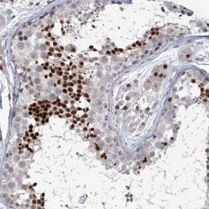 Anti-HOMEZ antibody produced in rabbit 