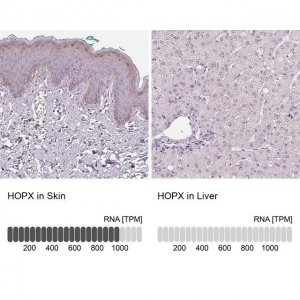 Anti-HOPX antibody produced in rabbit 