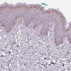 Anti-HOPX antibody produced in rabbit 