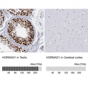 Anti-HORMAD1 antibody produced in rabbit 