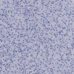 Anti-HORMAD1 antibody produced in rabbit 