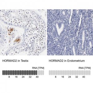 Anti-HORMAD2 antibody produced in rabbit HPA003074-100UL