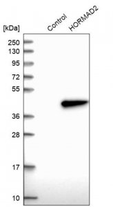 Anti-HORMAD2 antibody produced in rabbit HPA003074-100UL