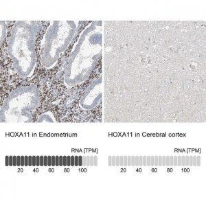 Anti-HOXA11 antibody produced in rabbit 