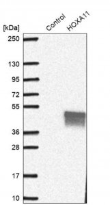 Anti-HOXA11 antibody produced in rabbit 