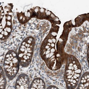 Anti-HOXA5 antibody produced in rabbit 