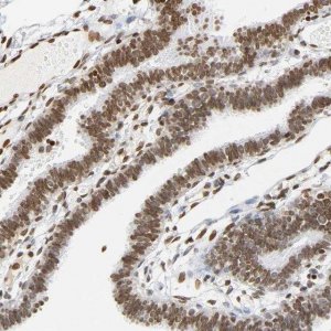 Anti-HOXA6 antibody produced in rabbit 