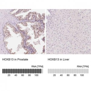 Anti-HOXB13 antibody produced in rabbit 