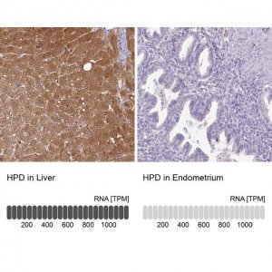 Anti-HPD antibody produced in rabbit 