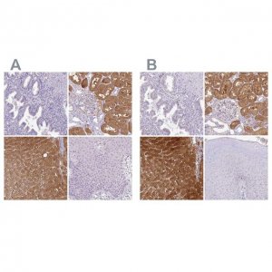 Anti-HPD antibody produced in rabbit 