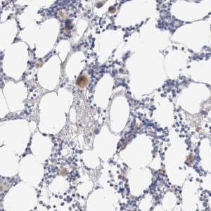 Anti-HPGDS antibody produced in rabbit 