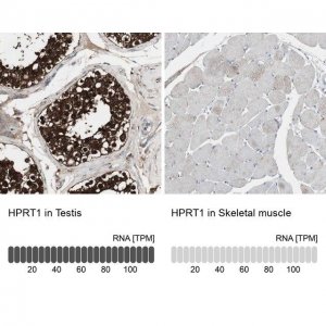 Anti-HPRT1 antibody produced in rabbit 