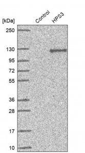 Anti-HPS3 antibody produced in rabbit 