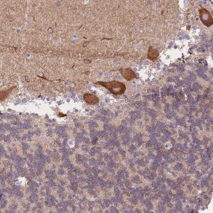 Anti-HS3ST5 antibody produced in rabbit 