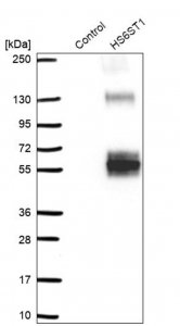 Anti-HS6ST1 antibody produced in rabbit 