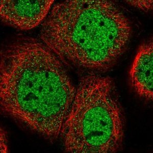 Anti-HS6ST1 antibody produced in rabbit 
