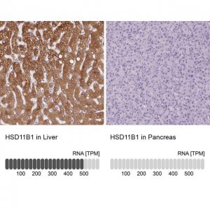 Anti-HSD11B1 antibody produced in rabbit HPA047729-100UL
