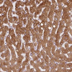 Anti-HSD11B1 antibody produced in rabbit HPA047729-100UL