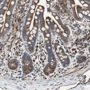 Anti-HSD17B12 antibody produced in rabbit 