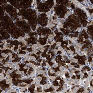 Anti-HSD17B14 antibody produced in rabbit 