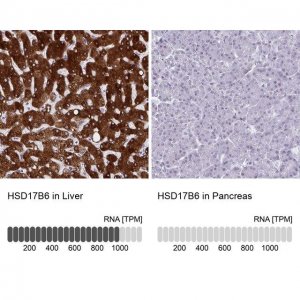 Anti-HSD17B6 antibody produced in rabbit 
