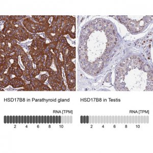 Anti-HSD17B8 antibody produced in rabbit 