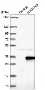 Anti-HSD17B8 antibody produced in rabbit 