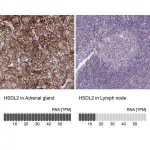 Anti-HSDL2 antibody produced in rabbit 