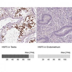 Anti-HSF5 antibody produced in rabbit 