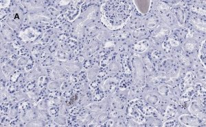 Anti-HSP60 Antibody, clone 1N3, ZooMAb Rabbit Monoclonal 