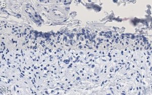Anti-HSP70 Antibody, clone 4E12 ZooMAb Rabbit Monoclonal 