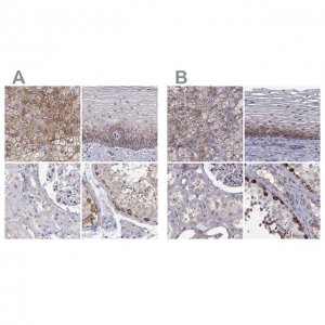 Anti-HSP90AB1 antibody produced in rabbit 