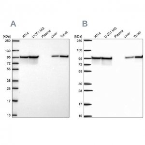Anti-HSP90AB1 antibody produced in rabbit 