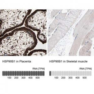 Anti-HSP90B1 antibody produced in rabbit 