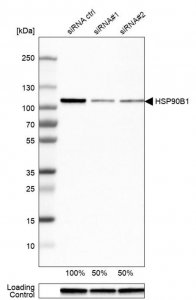 Anti-HSP90B1 antibody produced in rabbit 