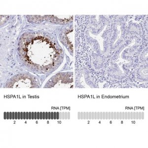 Anti-HSPA1L antibody produced in rabbit 