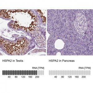 Anti-HSPA2 antibody produced in rabbit 