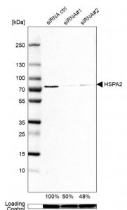 Anti-HSPA2 antibody produced in rabbit 