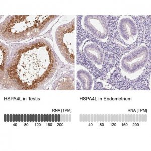 Anti-HSPA4L antibody produced in rabbit 