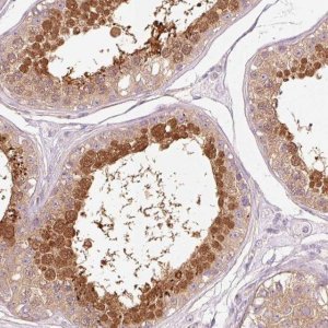 Anti-HSPA4L antibody produced in rabbit 