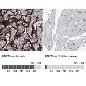 Anti-HSPA5 antibody produced in rabbit 