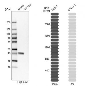 Anti-HSPB1 antibody produced in rabbit HPA000497-100UL